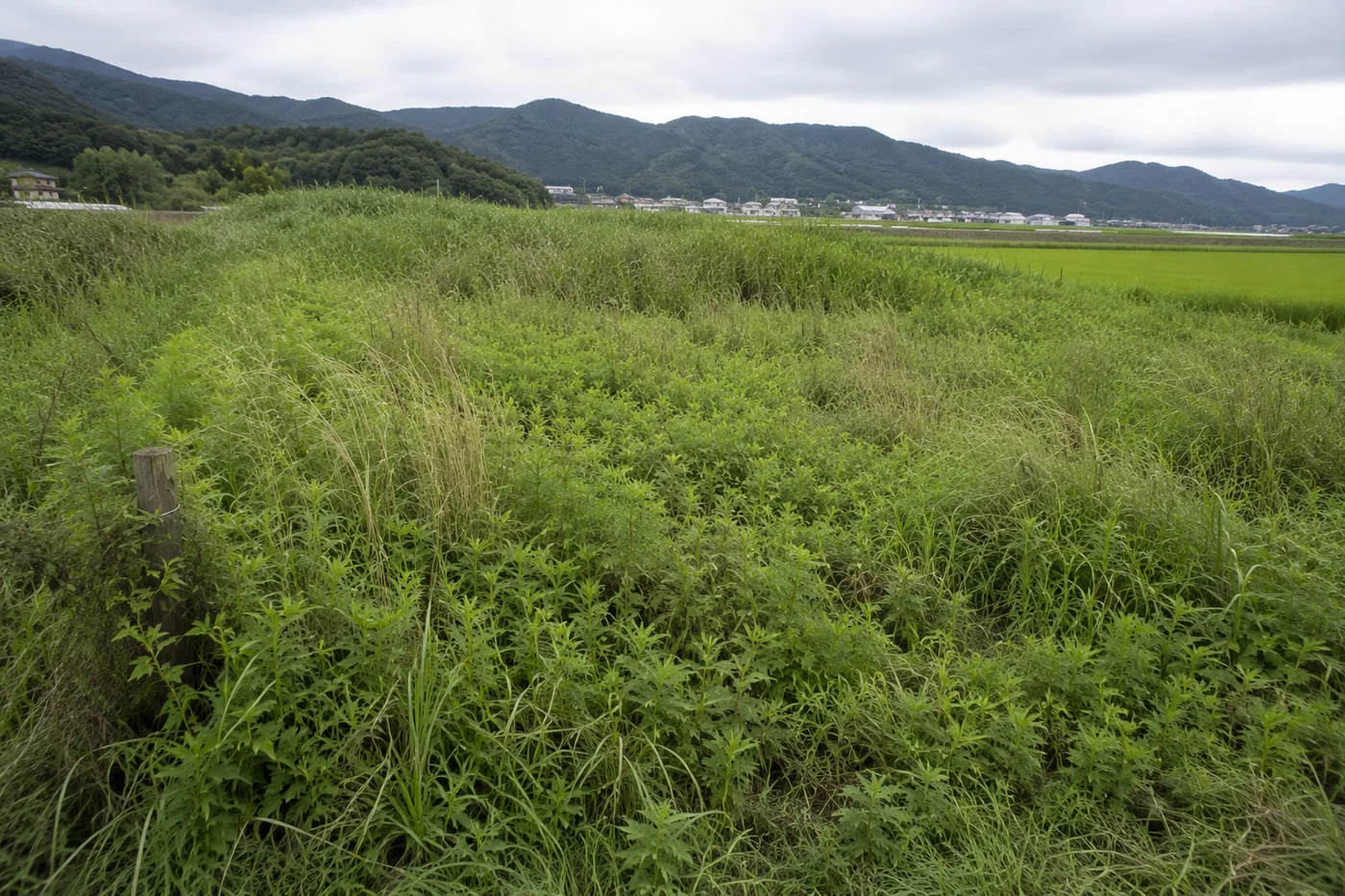 作業前の耕作放棄地。雑草が広範囲に伸びている状態